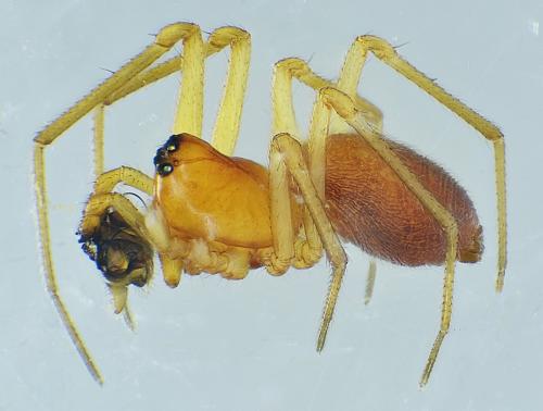 Nematogmus sanguinolentus